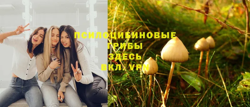 где продают   Ковдор  blacksprut сайт  Псилоцибиновые грибы Psilocybine cubensis 